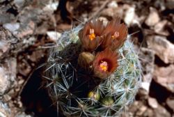 Corncob Cactus Image