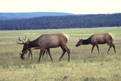 Elk Image