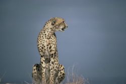 Cheetah Image