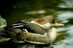 Hooded Merganser Hen Image