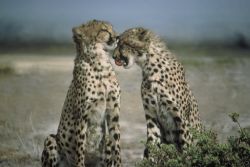 Cheetahs Image