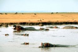 East African Hippopotamus Photo