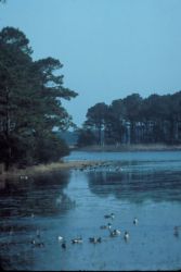 Chincoteague Morning Image