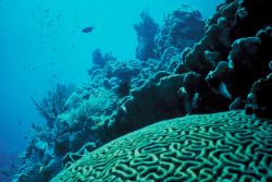 Coral Reef Image