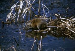 Muskrat Photo