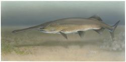 Paddlefish Image