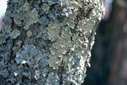 Lichens Image