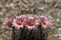 Fishhook Cactus Image