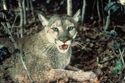 Florida Panther Image