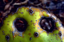 Face in cactus Image