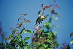 Male Goldfinch Image