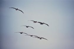 Brown Pelicans Image