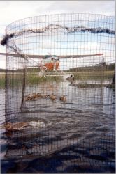 WOE157 Bird Banding (Duck in net) Image