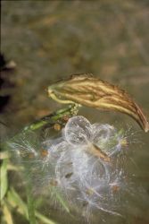 Milkweed Image