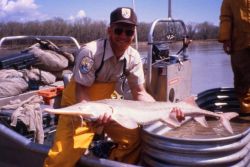 Pallid Sturgeon Capture Image