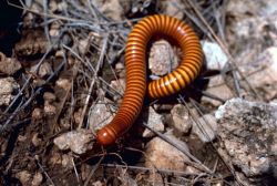 Millipede Image