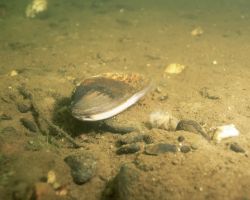 Freshwater Mussel Image