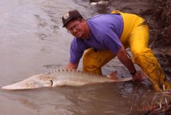 Pallid Sturgeon Release Image