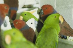Seized Illegal Shipment of Electus Parrots and Cockatoos Image