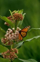 Monarch Butterfly Image