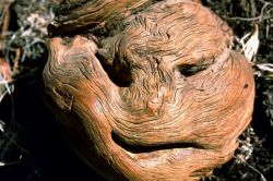 Face in wood Image