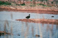 WO4271 Wetland, Northeast Photo