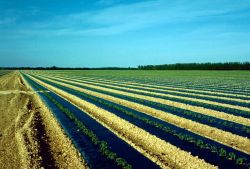 East Everglades Agriculture Area Image