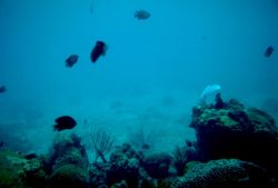 Coral Reef, Virgin Islands Image