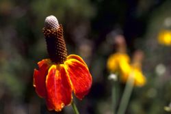 Coneflower Image