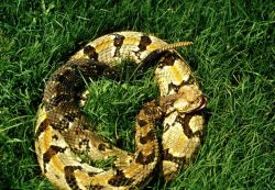 Canebreak Rattlesnake Image