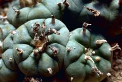 Peyote Cactus Image