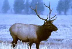 Bull Elk Photo