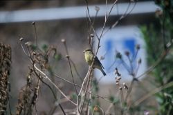 Lesser Goldfinch Image