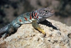 Collard Lizard Image