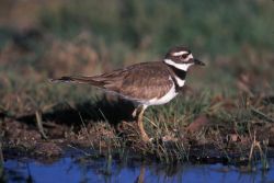 WO4002 Killdeer Image