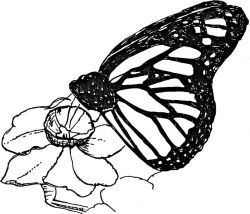 Butterfly Image