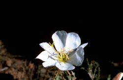 Evening Primrose Image