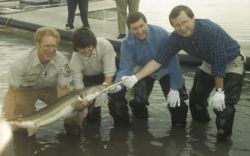 Pallid Sturgeon Image