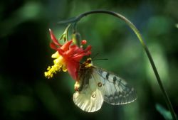 Columbine and Parnassian Butterfly Image