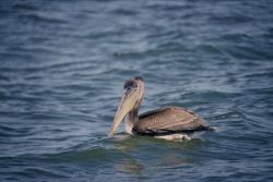 Brown Pelican Image