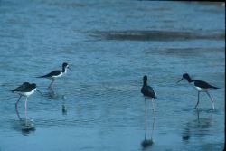 Hawaiian Stilts Image