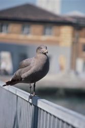 Heerman's Gull Image