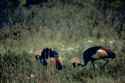 Crowned Cranes Image