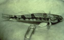 Snail Darter Image