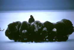 musk oxen Image