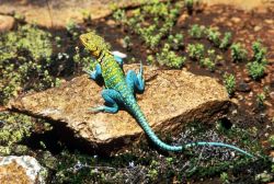 Collared Lizard Image