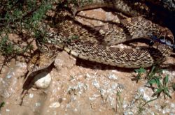 Bullsnake Image