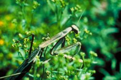 Praying Mantis Image