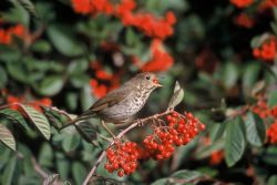 Hermit Thrush Image