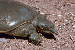 Texas spiny softshell turtle Photo